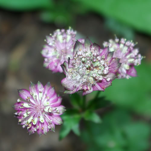 Astrantia major Moulin Rouge 